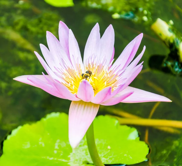 Flor de lótus — Fotografia de Stock