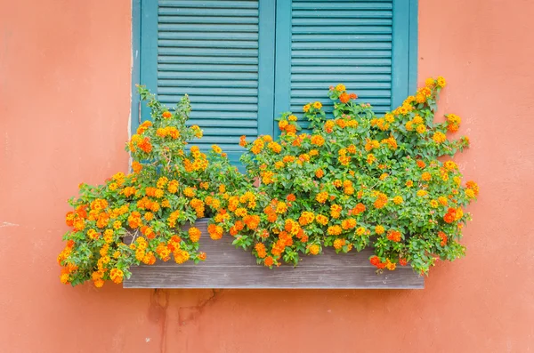 Flower vase decoration — Stock Photo, Image