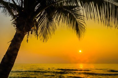 siluet palm günbatımı