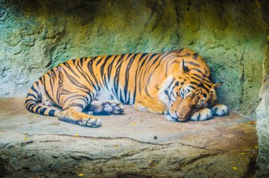 Tiger Hayvanat Bahçesi
