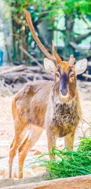 geyik Hayvanat Bahçesi