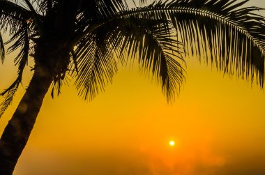 siluet palm günbatımı