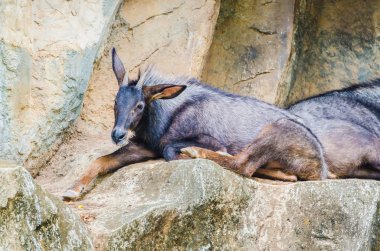 Chamois