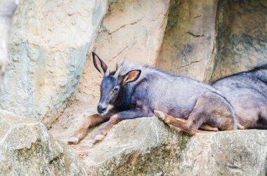 Chamois
