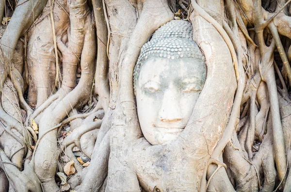 Buddha head statue under root tree — Stock Photo, Image