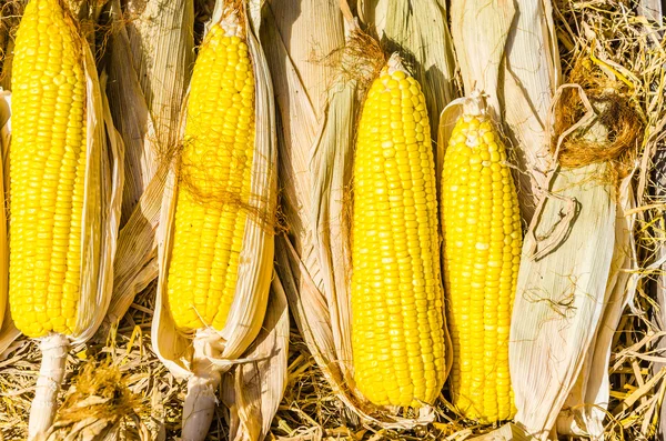 Primer plano del maíz — Foto de Stock