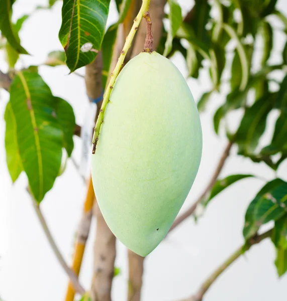 Mango — Stock Photo, Image