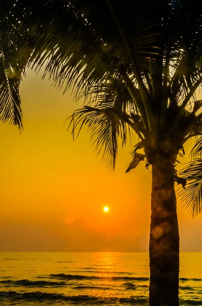 Pôr do sol da palma da silhueta — Fotografia de Stock