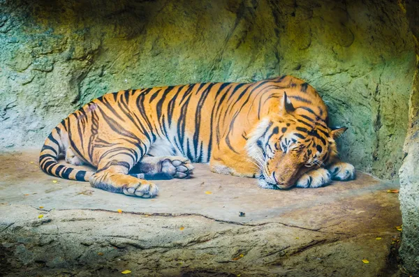 Tiger in zoo — Stock Photo, Image