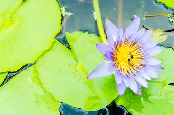 Flor de lótus — Fotografia de Stock