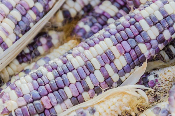 Close up of Corn — Stock Photo, Image