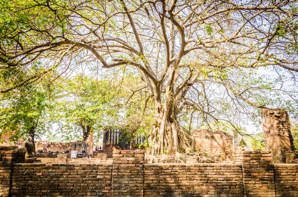 Starý chrám v ayutthaya Thajsko — Stock fotografie