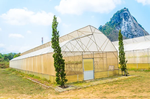 Weinberge — Stockfoto