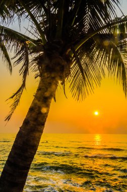 siluet palm günbatımı