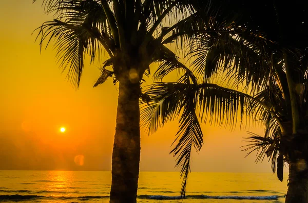 siluet palm günbatımı