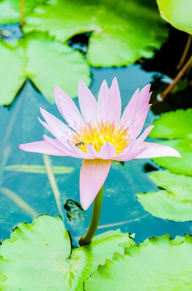 Flor de lótus — Fotografia de Stock