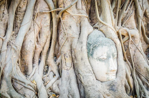 Buddha head statue under root tree in ayutthaya Thailand — Stock Photo, Image