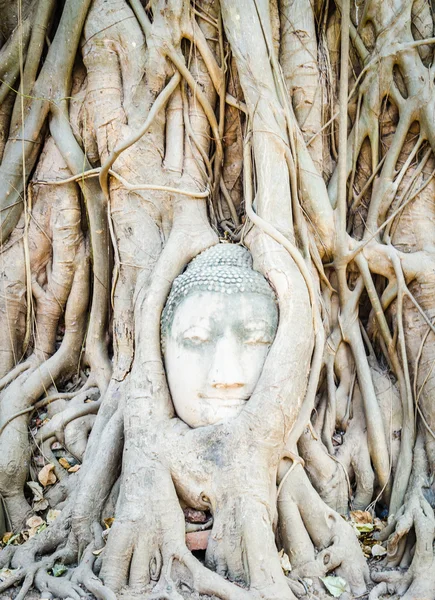 Huvudet Buddhastatyn under roten träd i ayutthaya thailand — Stockfoto