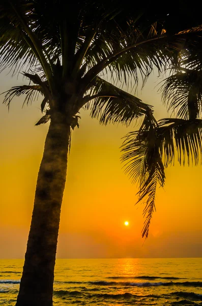 Silhouette palm naplemente — Stock Fotó