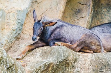 Chamois