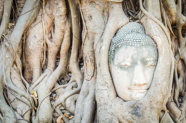 Buddha head statue under root tree in ayutthaya Thailand — Stock Photo, Image