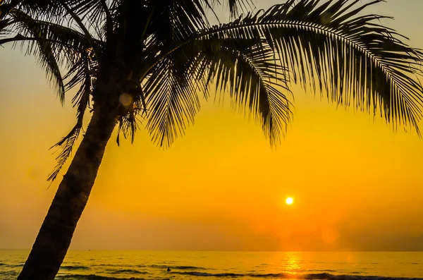 Silhouette palm sunset — Stock Photo, Image