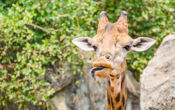 Giraffe — Stockfoto