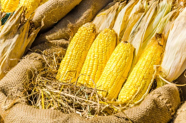 Primer plano del maíz —  Fotos de Stock