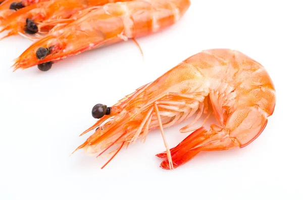 Shrimp — Stock Photo, Image