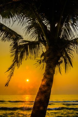 siluet palm günbatımı