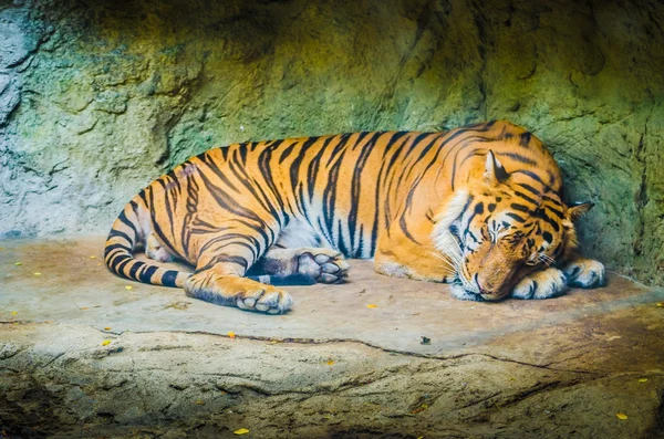 Tiger — Stock Photo, Image