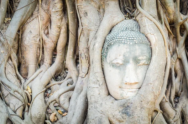 Buda baş heykeli altında kök ağaç ayutthaya, Tayland — Stok fotoğraf