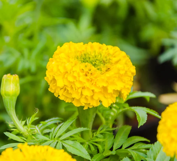 Marigold çiçek — Stok fotoğraf