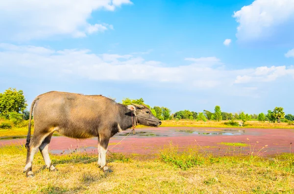 Cow on field — Stock Photo, Image