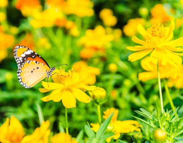 花の蝶 — ストック写真