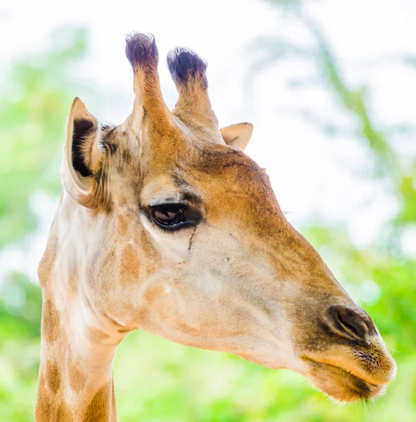 Giraffe aus nächster Nähe — Stockfoto