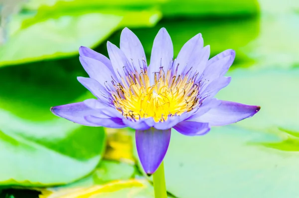 Flor de lótus — Fotografia de Stock