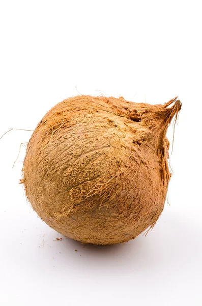 Cocco isolato sfondo bianco — Foto Stock