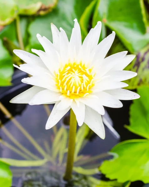 Lotus — Stok fotoğraf