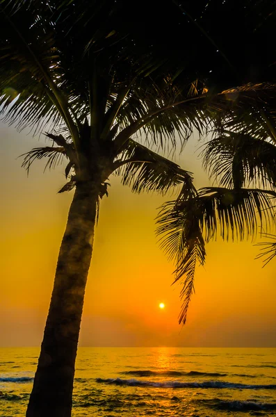 Silueta palma puesta del sol — Foto de Stock