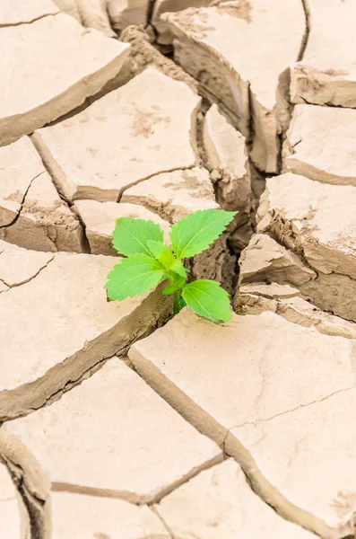 Growth plant — Stock Photo, Image