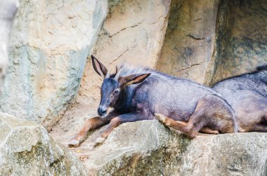 Chamois