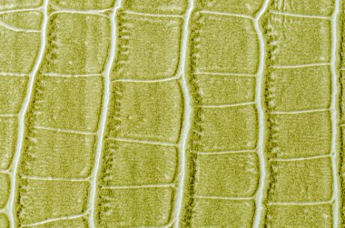 yeşil deri dokusu arkaplanı