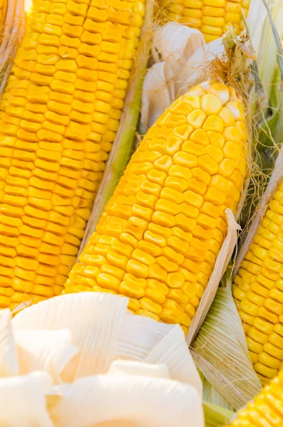 Corn — Stock Photo, Image