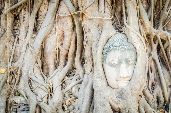 Huvudet Buddhastatyn under roten träd i ayutthaya thailand — Stockfoto