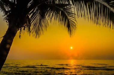 siluet palm günbatımı