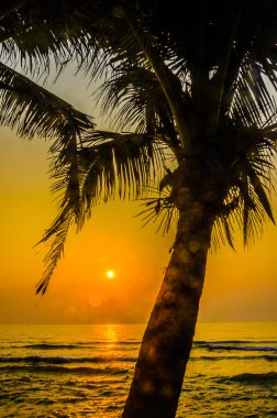 siluet palm günbatımı