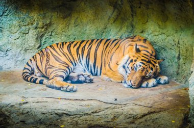 hayvan - tiger