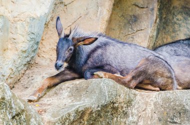 Chamois