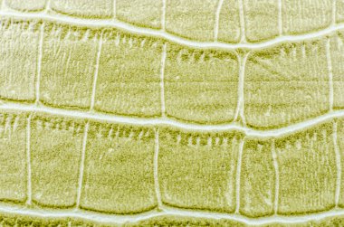 yeşil deri dokusu arkaplanı